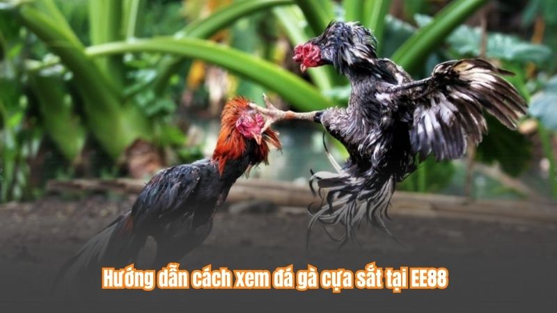 Hướng dẫn cách xem đá gà cựa sắt tại EE88