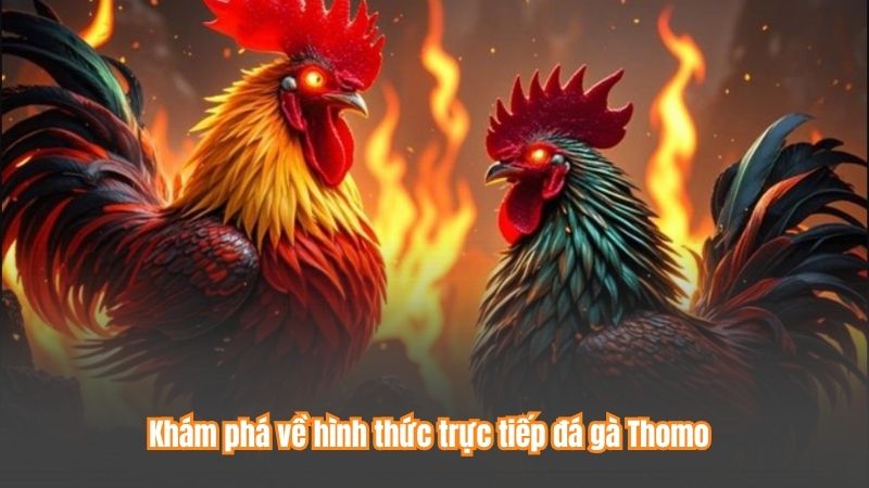 Khám phá về hình thức trực tiếp đá gà Thomo