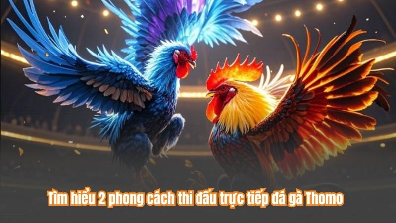 Tìm hiểu 2 phong cách thi đấu trực tiếp đá gà Thomo